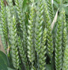 ?triticum