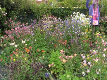 2012 Nursery rows in full flower at Touchwood