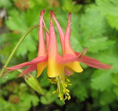 Aquilegia Species Mix