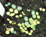 Select golden (or variegated) leaved seedlings as soon as they germinate.