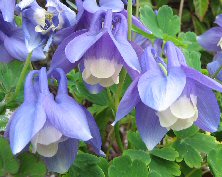 Aquilegia flabellata 'Ministar'