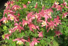 Aquilegia Spring Magic rose & ivory