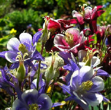 Aquilegia Biedermeier mix