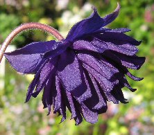 Aquilegia 'Blue Barlow'