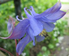 Aquilegia: blue single