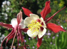 Aquilegia 'Crimson Star'