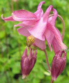 Aquilegia: dark pink single