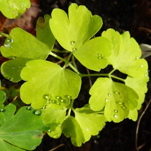 aquilegia golden leaves