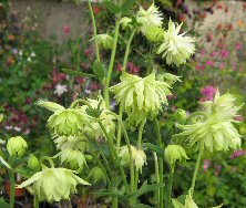 Aquilegia 'Green Apples'