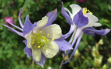 Aquilegia 'Heavenly Blue'