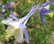 Aquilegia 'Heavenly Blue'