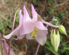 Aquilegia: Light pink single
