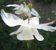 Aquilegia 'Milk & Honey'