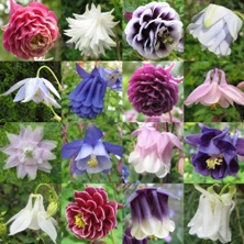 Touchwood connoisseurs' mix of aquilegias