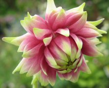 Aquilegia 'Nora Barlow'