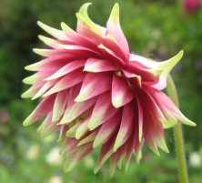 Aquilegia 'Nora Barlow'