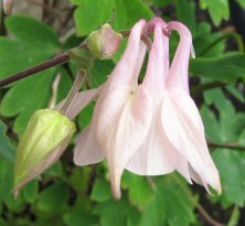 Aquilegia: Light pink single