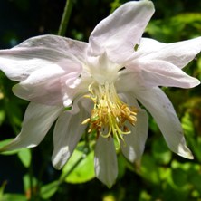 Aquilegia pale pink stellata form