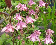 Aquilegia: dark pink single