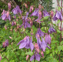 Aquilegia: Purple single