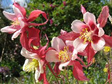 Aquilegia 'Red Hobbit'