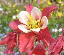 Aquilegia 'Red Star'