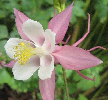 Aquilegia 'Rose Queen'