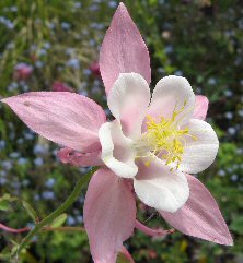 Aquilegia 'Rose Queen'