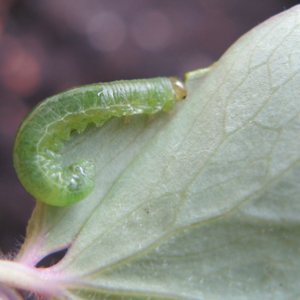 Aquilegia sawfly larva 
