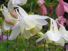 Aquilegia ex Spring Magic white