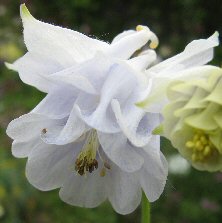 Aquilegia 'Tower Light Blue'