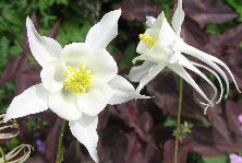 Aquilegia 'White Star'