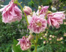 Aquilegia 'Raspberry Milk'