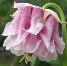 Aquilegia 'Raspberry Milk'