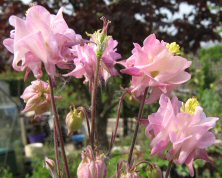 Aquilegia Bierdermeier