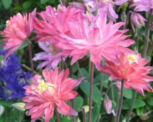 Aquilegia Clementine Salmon