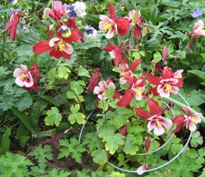 Aquilegia support trial