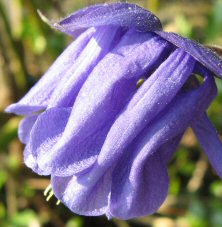 Aquilegia 1445 indigo double