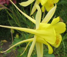 Aquilegia chrysantha 'Yellow Queen'