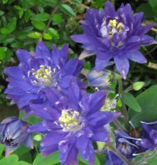 Aquilegia Clementine Blue