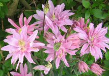 Aquilegia Clementine Rose