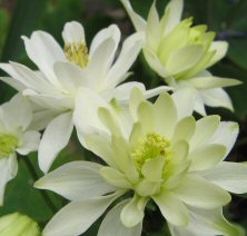 Aquilegia clementine white at Touchwood