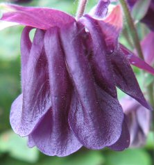 Aquilegia indigo-purple double