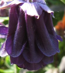 Aquilegia indigo-purple double