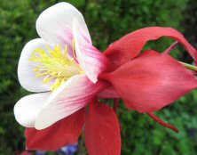 Aquilegia State Series 'Georgia'