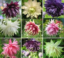 Touchwood Aquilegia Barlows Mix