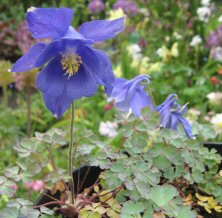 Aquilegia bertolonii