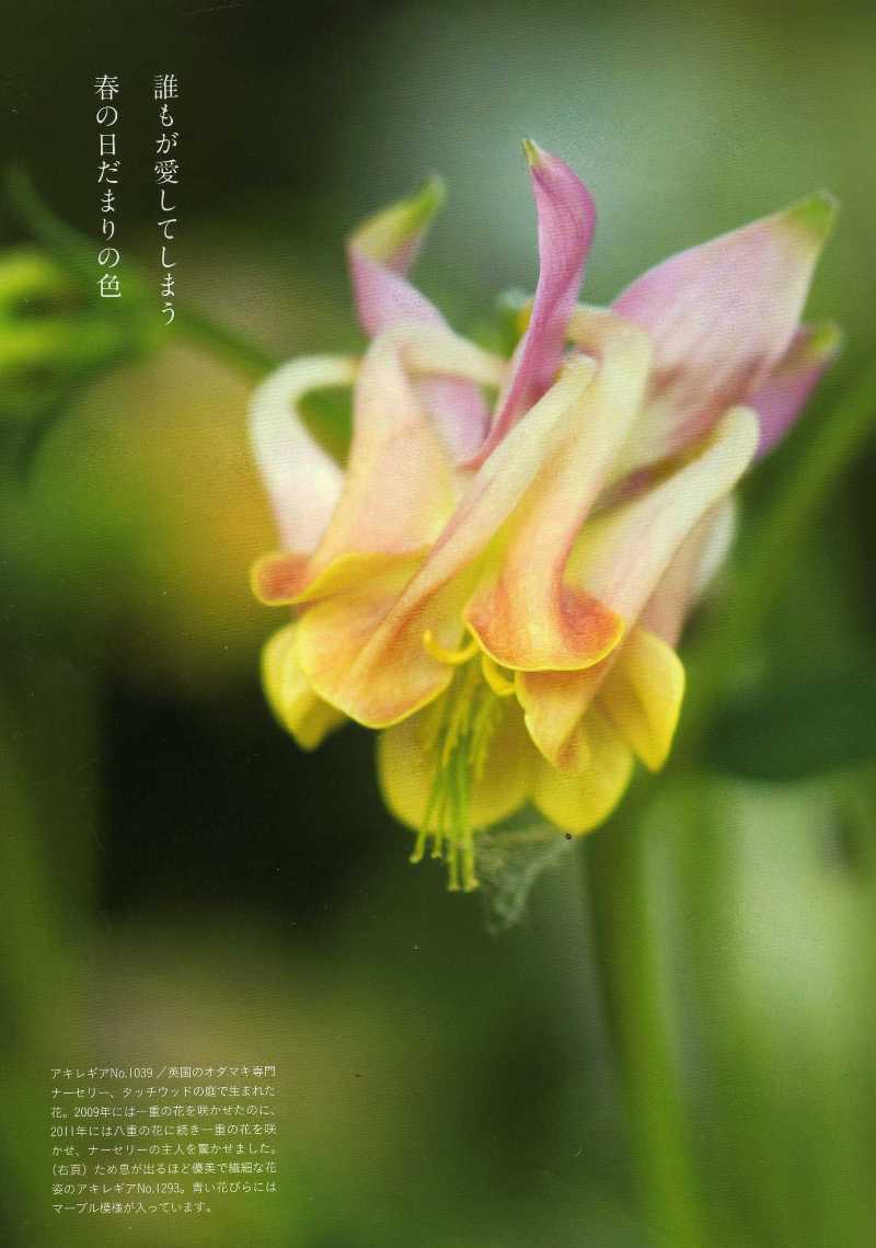 Bises magazine japan 日本 日本人 aquilegia touchwood feature article