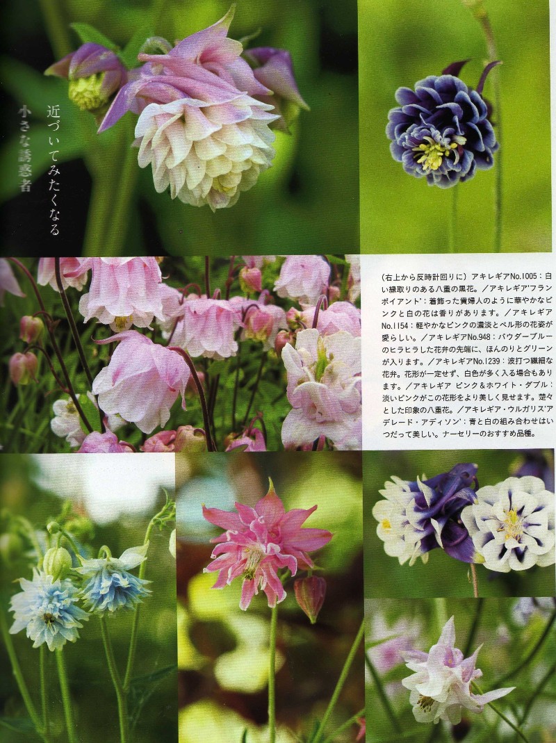 Bises magazine japan 日本 日本人 aquilegia touchwood feature article