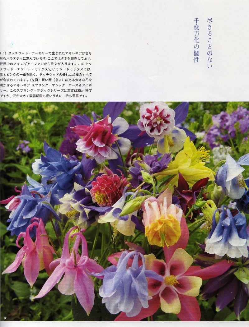 Bises magazine japan 日本 日本人 aquilegia touchwood feature article